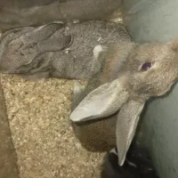 دوعدد خرگوش نر