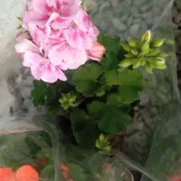 گل شمعدانی پاکوتاه(هلندی)|گل و گیاه طبیعی|رشت, حمیدیان|دیوار