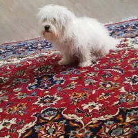 پاکوتاه شیتزو