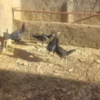 مرغ وخروس لاری