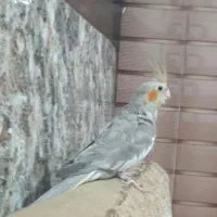 عروس هلندی|پرنده|خرمشهر, |دیوار