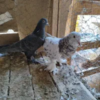 کبوتر ترکیه وارداتی بازی دار|پرنده|شهرکرد, |دیوار