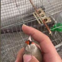 سهره کرمانی مست|پرنده|بجنورد, |دیوار