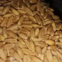 فروش گندم بوجاری شده|خوردنی و آشامیدنی|خرمدره, |دیوار
