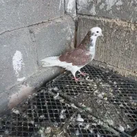 شازده سرخ ماده پرشی|پرنده|رودان, |دیوار