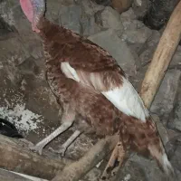 قل میچکه هیلکه کر
