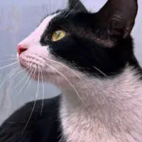 وا گزاری گربه ۶ ماهه