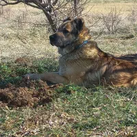 سگ سرابی ذات قدیم|سگ|بروجرد, |دیوار