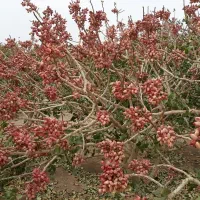 نهال پسته گردو بادام میوه کبوده صنوبر زیتون تلخ