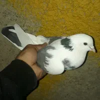 کبوتر پرشی *گرفتنی|پرنده|تهران, ترمینال جنوب|دیوار