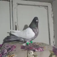 کبوتر سینه نر مست غریب