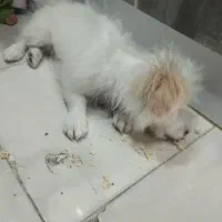 سگ اشپیز..5ماهه