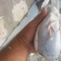 سینه دوسبت بداری|پرنده|مرودشت, کناره|دیوار