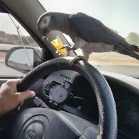 کاسکو دم شکلاتی|پرنده|یزد, |دیوار