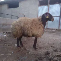 مرکزاصلاح نژادگوسفندچندقلوزا پویادام