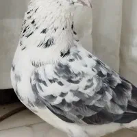 کفتر پرشی|پرنده|پاکدشت, پاکدشت (مامازند)|دیوار