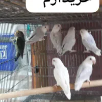 خرید و فروش پرنده طوطی کاسکو