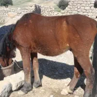 فروشی