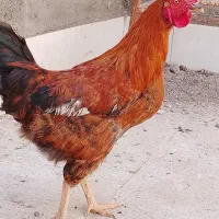 یک جفت مرغ و خروس محلی