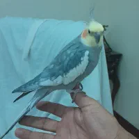 عروس هلندی  نر