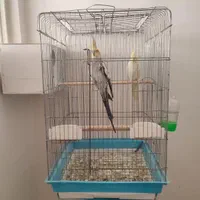 جفت عروس کارداده|پرنده|آران و بیدگل, |دیوار