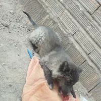 فروش توله سگ