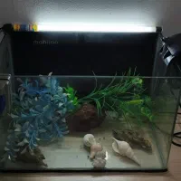 آکواریوم ماهیران|ماهی|اهواز, ۲۵۴دستگاه|دیوار