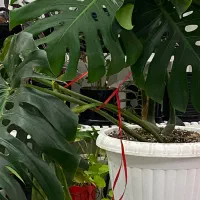 برگ انجیری مانسترا