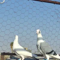 نرماده ابلغ