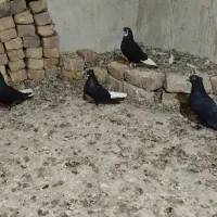 کبوتر زاغ دم سفیدو سرور سفید