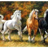 فروش اسب عرب یکسر دوسر