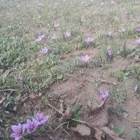 زعفران سوپر نگین اتویی