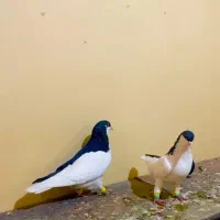 کبوتر رنگی چپی سیاه