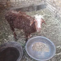 گوسفند وبره یک گو