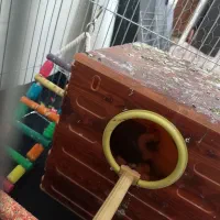 طوطی برزیلی جفت با تخم|پرنده|زنجان, |دیوار