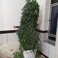 گل شفلرا|گل و گیاه طبیعی|کنگاور, |دیوار