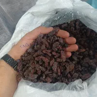 مویز به قیمت عمده