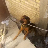 واگذاری روتفایلر جرمن نر