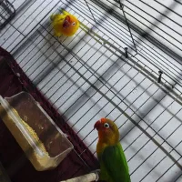 طوطی برزیلی مولد|پرنده|اردبیل, |دیوار