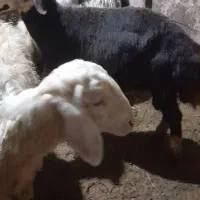 قوچ بره نر پلنگی اصل