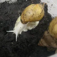 حلزون آلبینا ۱۰ سانتی ۵ عدد همراه با باکس