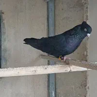 نر زاغ پرشی