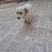 پت کاملا آروم و ساکت