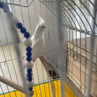 عروس هلندی اصل لوتینوچشم شرابی|پرنده|کرج, اسلام‌آباد|دیوار