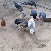 بوقلمون|حیوانات مزرعه|چگنی, |دیوار