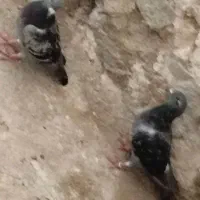 فروش یک جفت کبوتر پلاکی|پرنده|دلوار, |دیوار