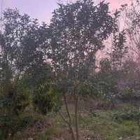 فروش‌یکجا درخت برگ نو