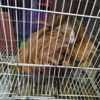 خوکچه هندی فشن یک جفت|موش و خرگوش|مشهد, عامل|دیوار