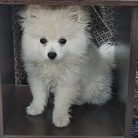 توله سگ پامرین خرسی فروشی