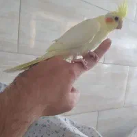 عروس لوتینو